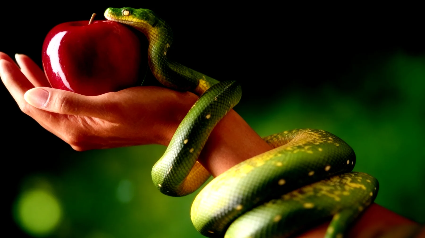 Forbidden Fruit2026-02-16T06:52:42.003Z"